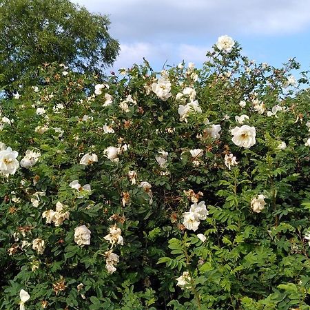 Lilla Mysstuga I Havsnaera Varberg község Kültér fotó